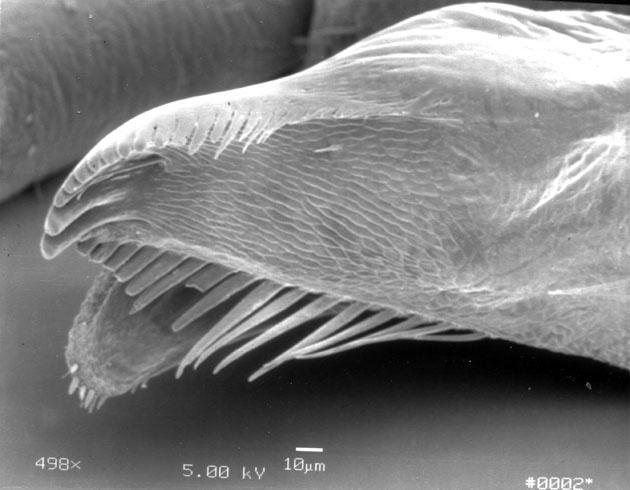 13 14 Figs. 13-14. Tominemoura trilari SEM micrographs of larval mouthparts. 13. Lacinia, 14. Apex of lacinia. Tominemoura trilari, sp. n. (Figs. 1-15) Material examined. Types.