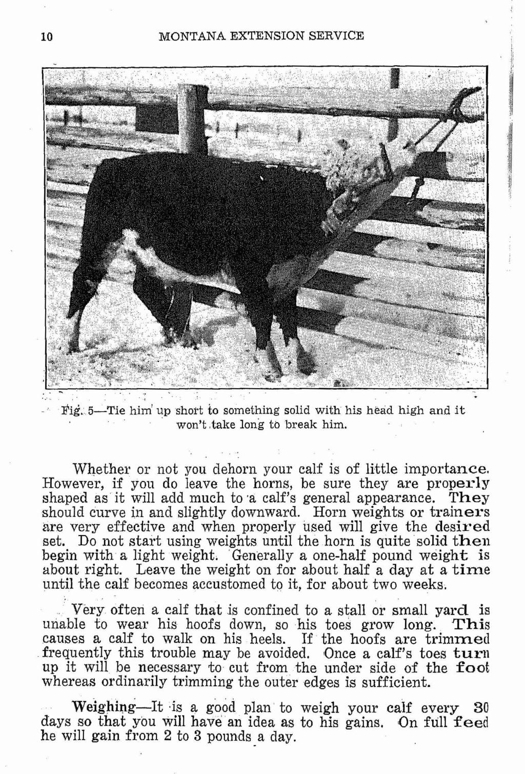 10 MONTANA EXTENSION SERVICE I I~., Fig.5-Tie him' up short to something solid with his head high and it. won't,take long to break him. Wh,ether or not you dehorn your calf is of little importance.