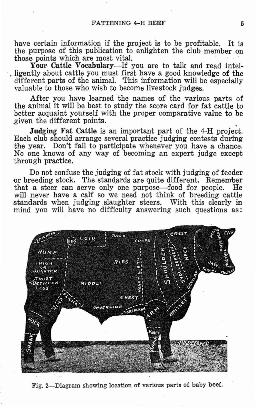 FATTENING 4-H BEEF 5 nave certain information if the project is to be profitable. It is the purpose of this publication to enlighten the club member.on those points which are most vital.
