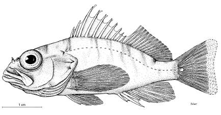 Plectranthias klausewitzi n. sp. (Figs. 2, 3) Holotype: SMF 29279 (44.9 mm SL, female, eggbearing); southern Red Sea, Strait of Perim, northwest of Perim Island, 12 43.7 N 43 15.0 E, 228-235 m, R.V.
