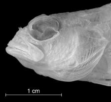 Plectranthias klausewitzi (Serranidae), a new anthiine fish from the deep Red Sea between 0-1 pupil diameter in falling short of reaching the anus in the paratypes; caudal fin either emarginate or
