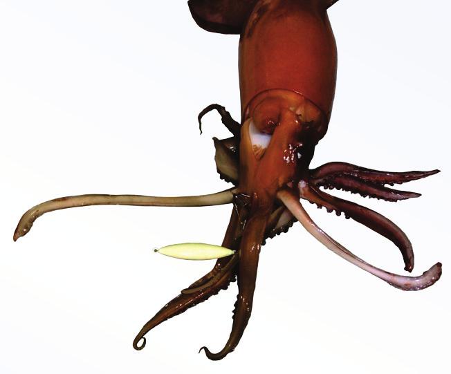 Source 1: Database Eyes Funnel Feeding Tentacles Arms Beak Coloration Range Habitat Life Span Reproduction Diet Predators Discuss and Decide Giant Squid (Architeuthis dux) Anatomy Two eyes, each with