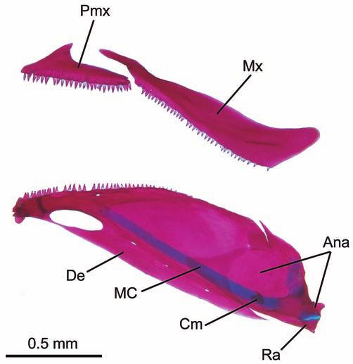 232 Priocharax nanus, new miniature species Table 1. Morphometric data of Priocharax nanus (n=25, except for anal-fin length with n=23, range does not include holotype); SD = Standard Deviation.