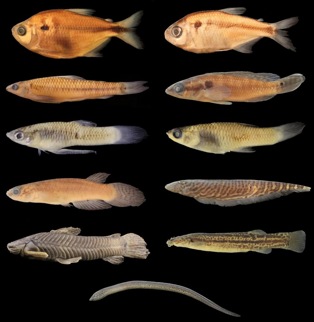 A B C D E F G H I J K Figure 3. Fishes found in first order streams of the upper Paraná River basin; A) Astyanax altiparanae, NUP 7302, 61.5 mm SL, B) Astyanax aff. paranae, NUP 6451, 43.