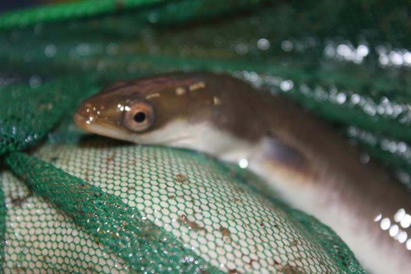 Silver eel research Goals: Better understand transition from yellow