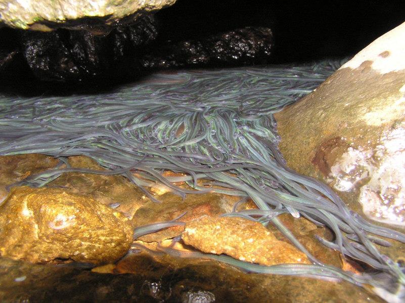 Glass eels swim up estuaries in droves Source: Glooskap and the Frog Capable of