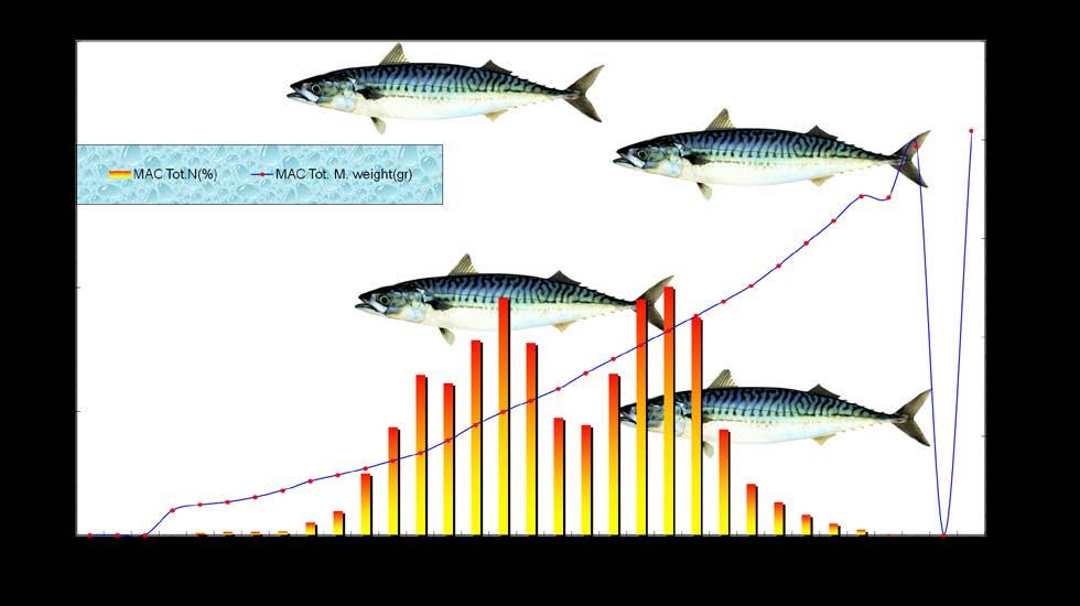 Figure 14. Total length (cm) and weight (g) distribution in percent (%) for mackerel in all catches.
