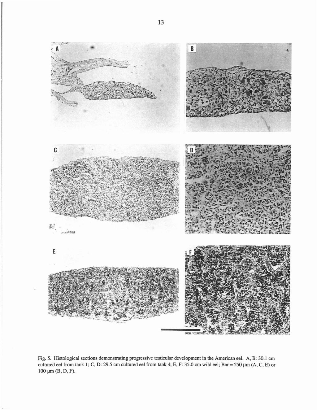 13 ::A -=~..,.,...-~----::::----~-~-----... G E Fig. 5. Histological sections demonstrating progressive testicular development in the American eel.