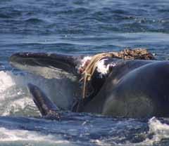 difficult for the whales to free themselves completely from fishing gear. We wanted to examine whether the breaking strength of the ropes themselves could be the reason for this increase.