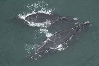 4 Entanglement Study Continued from page 3 important factor in the ropes found on right whales.