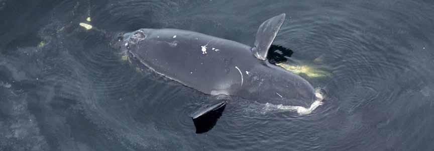 5 Predators Target Young and Injured Right Whales Jessica Taylor Entanglements and collisions with vessels are the major causes of mortality in right whales, but what about the whales that are