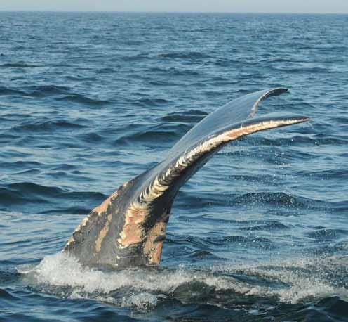 7 Injuries 2011 Calf of 2746: This 1-year-old whale was sighted in January off of the coast of Florida with new propeller wounds on the left side of its body.