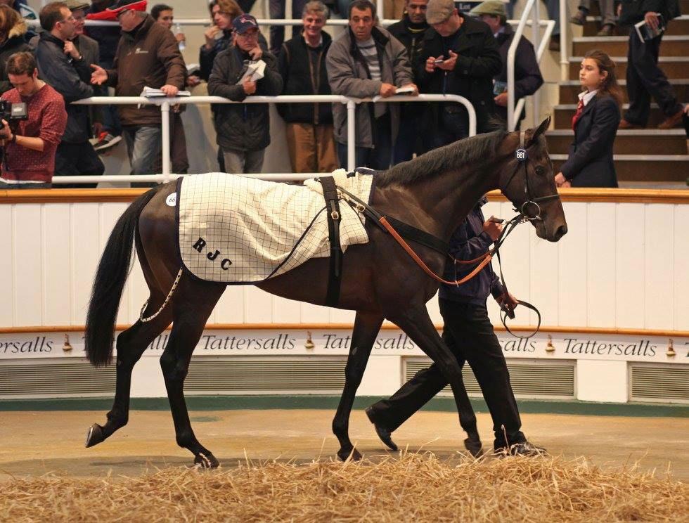 One of the more expensive purchases from the Tattersall s Horses in Training Sale at 200,000 guineas, McCreery is well related being a half-brother to Group One winner and champion older male in