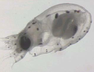 Planktonic stage Hatchlings live for some time in the plankton (Figure 3) and then sink to the bottom.