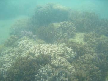 The transect area at Goat Island is a shallow, sheltered coral habitat fringing the island. There was an average of three incidents of coral damage per 100m 2.