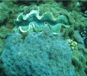 Branching coral forms have shown a decrease since 2007, although foliose and plate growth formations have increased. Sponge cover has increased from two to five percent.