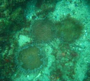 Figure 48: Mean abundance of invertebrates at Palm Beach Reef: Palm Beach Reef: medium: Site 1: Fringing reef seaward Figure 47: Substrate type and percent cover at Palm Beach Reef: Palm Beach Reef: