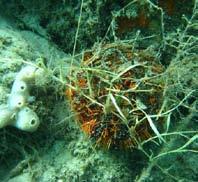 ) has decreased over the course of the three years. Collector urchins were found at an abundance of one per 100m 2 (Photo 50). One octopus was sighted.