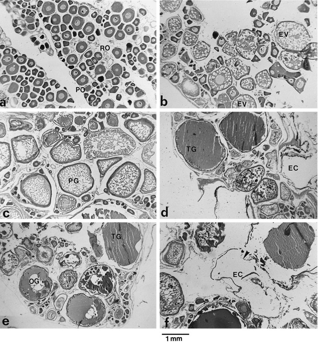 176 ( ) I. Leonardos, A. SinisrFisheries Research 35 1998 171 181 Fig. 4. Histological sections of A. fasciatus ovaries from Alykes sampling station for the period November, 1989 July, 1990; Ž.