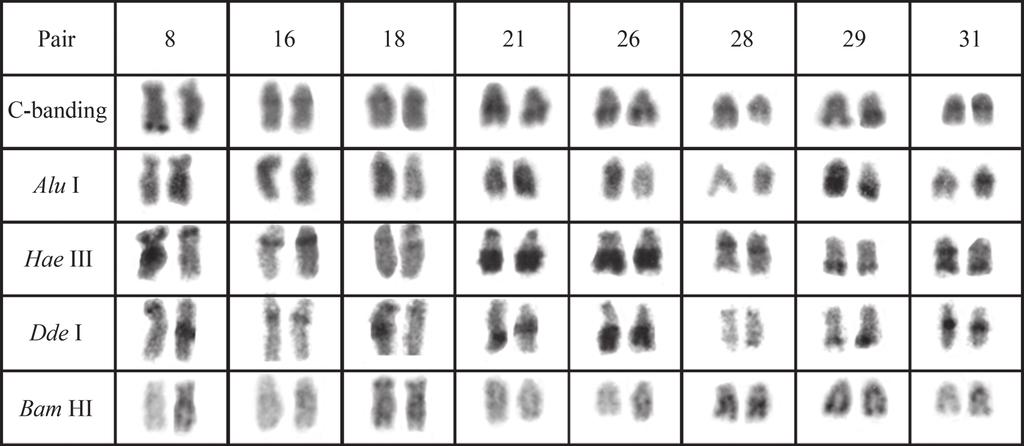 320 Identification of distinct evolutionary units in allopatric populations of Hypostomus cf. wuchereri Fig. 2. Chromosomal pairs of Hypostomus cf.