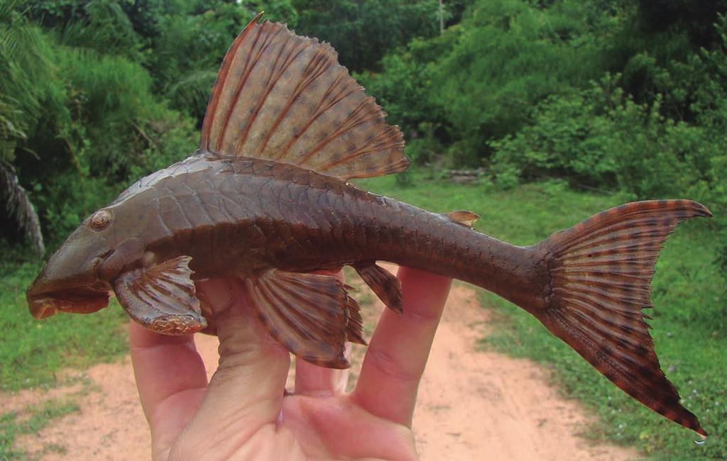 594 Two new species of the Hypostomus and redescription of Hypostomus cochliodon Fig. 8.