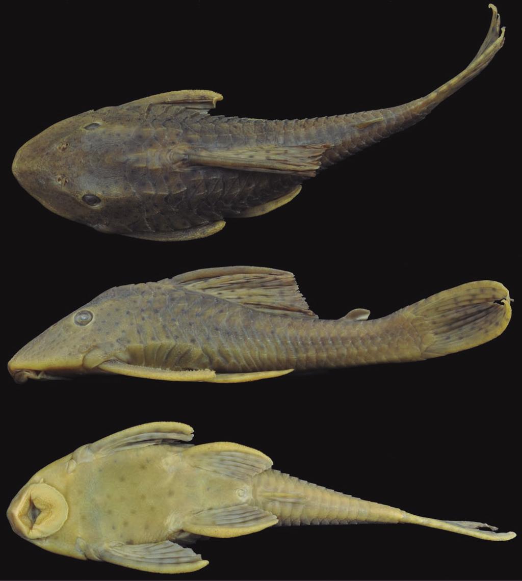 598 Two new species of the Hypostomus and redescription of Hypostomus cochliodon NUP 11825, 1 c&s, 69.5 mm SL, Cáceres, córrego Piraputanga. NUP 12005, 1, 139.0 mm SL; and NUP 12495, 1, 108.