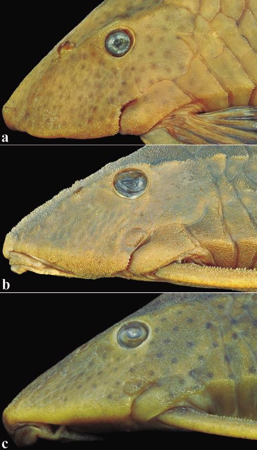 L. F. C. Tencatt, C. H. Zawadzki & O. Froehlich 589 weak-developed odontodes, except on base of dorsal fin and small naked area on snout tip. Predorsal region with slight median keel.