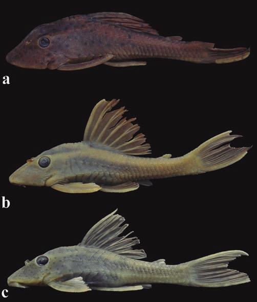 590 Two new species of the Hypostomus and redescription of Hypostomus cochliodon Paraguay basin, as well as from the middle and upper rio Paraná basins (Fig. 9).