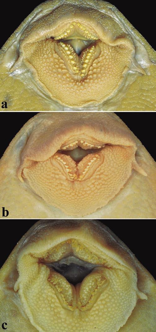 592 Two new species of the Hypostomus and redescription of Hypostomus cochliodon Fig. 5. Mouth and teeth of (a) Hypostomus cochliodon, NUP 10807, 208.