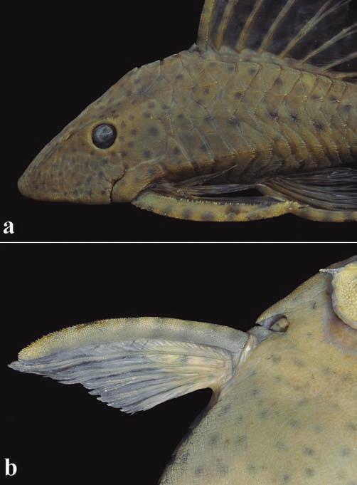 L. F. C. Tencatt, C. H. Zawadzki & O. Froehlich 593 dermal plates, except on dorsal-fin base and small naked area on snout tip. Mesethmoid region densely covered by odontodes.