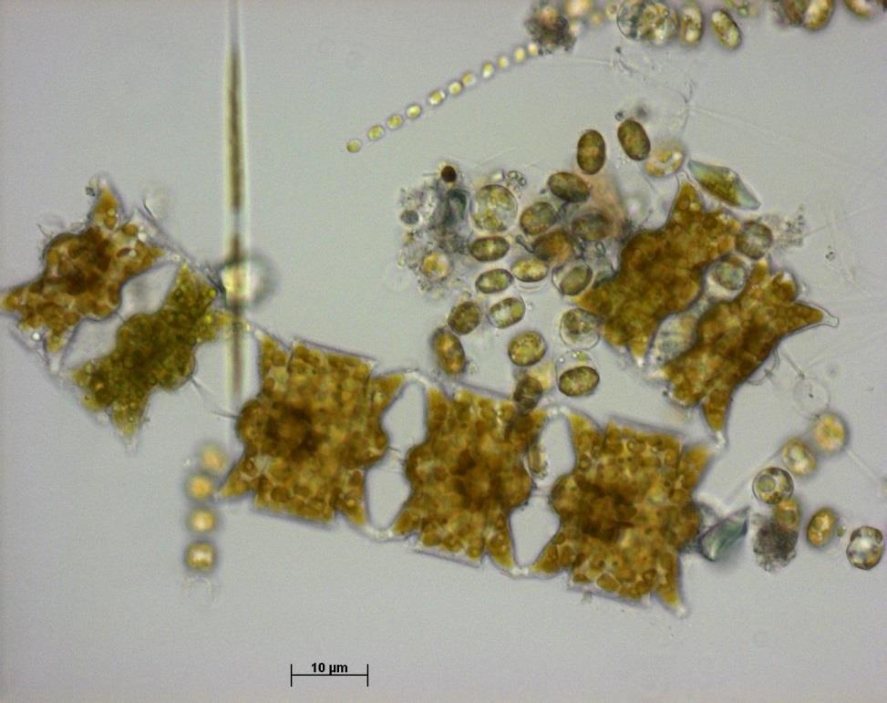 Plankton Phytoplankton, primarily diatoms and dinoflagellates along with brown algae