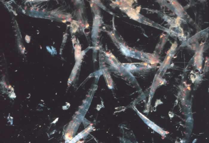 Plankton Zooplankton includes animal-like protists