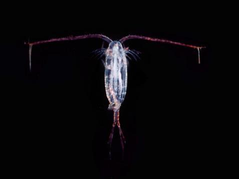 zooflagellates), jellyfish, siphonophores such as