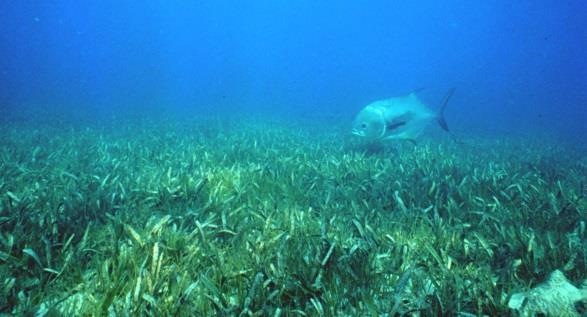 Benthos Organisms that live on the ocean floor Includes: Plants -