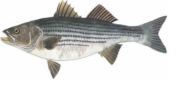 Moronidae Striped Bass Females constantly exposed to warm water (18 C), with or without a natural photoperiod cycle (Clark