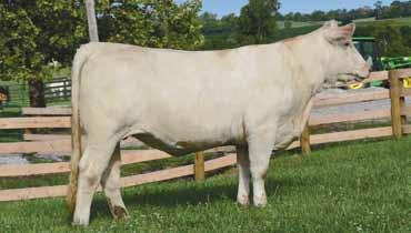 5 17 32 21 0.7 30 1 23 0.81-0.013-0.09 176.58 AI bred on 6-24-17 to JDJ Maximo A18 P; checked safe. What a heifer in this elite offering!