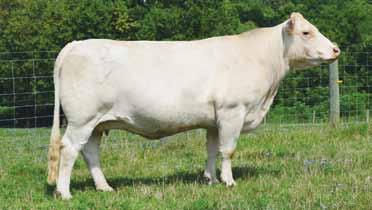 16 Sells bred with an embryo from mating of JDJ Maximo A18 P x M6 Ms E46 Quality4241 PET. Implanted 1-12-17.