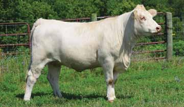 She also has the strong maternal genetics of Serious Business 05 in her pedigree. She is a very deep-bodied with a big spring of rib for fleshing ease and ability.