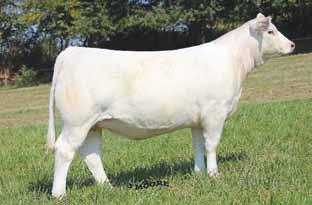 KAITLYN ET 3.8 0.3 26 50 2 3 15 0.8 17 0.24 0.013 0.1 192.9 Expected to calve 1-26-18 to RBM TR Rhinestone Z38, EM80908, the sire of Champions!