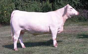 Her donor dam, Kate, was a Division winner at the AICA National in Louisville, 2012 State Fair Champion female, and many times Supreme Champion.