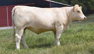 A daughter of the 405 cow sold in our mature cow sale for $8,000 to Jim Buzzard. 405 was used heavily in foundation of Welcome Grove s herd. One of our very best bred heifers!