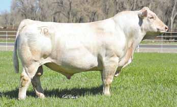 D53 is a Maximo x Equity bull that was the high selling bull in the 2017 DeBruycker bull sale at $32,500 to Five Notch Farms.