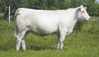 3 29 1.4 23 0.61-0.022-0.14 203.06 Checked safe with embryo implanted 6-16-17 from JDJ Maximo A18 P x RE Ms Dynasty 566 ET.