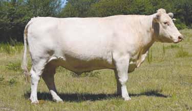 34 has 43 progeny registered with AICA and has produced numerous high selling s, including a $15,000 daughter. The Royal Trade recipient is a top brood cow with her own credentials.