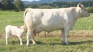 43 Welcome Grove Charolais Reaves HF Pearl 3145 11-16-15 polled F1218746 LE 3145 THOMAS OAHE WIND 0772ET P TR MR FIRE WATER 5792RET THOMASSWISSERSWEET1764ET M6 WIND & WATER 229 PET EM830234 THREE