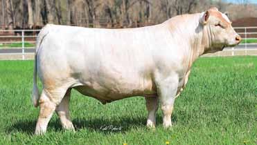 Dam side includes a very solid background with the G366 Ali Mark donor cow that topped a Sale of Excellence sale for Bill Morey to Brunner Charolais.