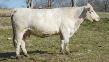 57 19 0.2 33 0.7 13 0.04 0.002 0.1 197.69 46A: Polled heifer calf, born 4-21-17 sired by JDJ Ali Command W1760 P ET. Another fantastic Lady Gi 5003 daughter that is an impressive blend with Mac 2244.