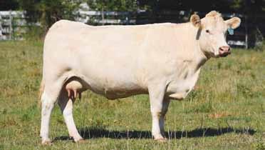 A very feminine, correct, smooth made matron with great disposition. Semen furnished on McDavid new sire acquisition, BHD Asset B178 in Rocking S Dispersal sale. Bill McDavid Page 18 JDJ Maximo A18 P.
