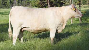 Her dam, Ms Duke 34 is a top donor cow at Rick Evans and still producing at 14 years of age. With her very good EPDs she ranks in top 15% for TSI.