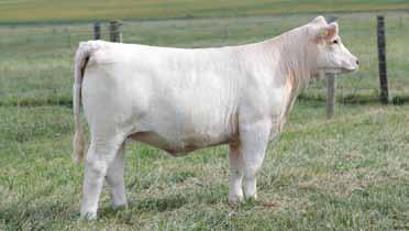 This cow can instantly turn your herd into a major player with this very desirable pedigree and stature. She is very strong in calving ease and good growth numbers to enhance her value to any program.